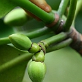 Possible Rhizophora x annamalayana (hybrid between mucronata and apiculata) near Chinamans Creek. Not yet confirmed.<br />Canon KDX (400D) + EFS60 F2.8